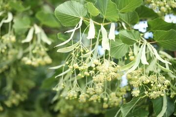 Linden tree branch with leaves and blooming flowers outdoors, closeup. Space for text
