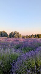 Picturesque landscape of a lavender field during sunset or 