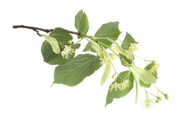 Linden branch with beautiful flowers and leaves isolated on white