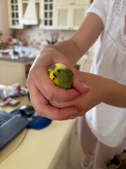 Green and yellow budgerigar held gently in a person’s hand in a home kitchen. Friendly pet bird in domestic setting.