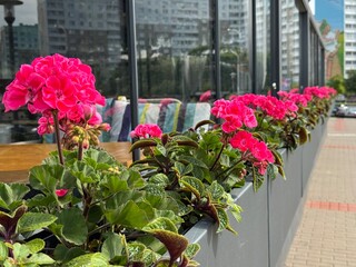 Pink geranium flowers in pots lined up on a modern balcony railing. Urban gardening in full summer bloom
