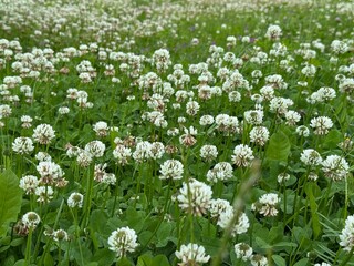Wide field filled with white clover flowers in full bloom. Captured from a low angle in soft natural daylight