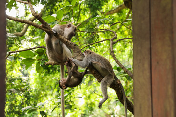 Cute monkeys on tree branch in forest