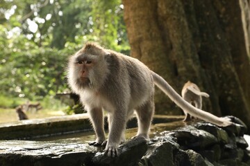 Cute monkeys on stone pool in park
