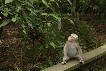 Cute monkey sitting on low stone wall in park