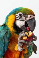 Fototapeta premium Colorful Parrot Eating Fruit in its Claws