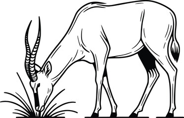 Antelope Eating Grass line art vector illustration isolated on a white background

