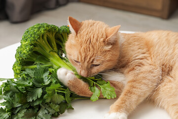 Cat and different vegetables on white table indoors. Pet's balanced diet