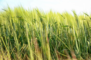 Many wheat spikes growing in field outdoors, closeup
