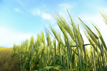 Wheat spikes growing in field under light blue sky, closeup