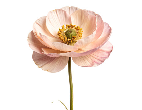 Vintage Pressed Ranunculus Flower Specimen Transparent PNG.