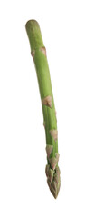One raw asparagus spear isolated on white