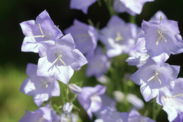 Close-up of purple Campanula flowers blooming in natural light against blurred dark green background. Beautiful summer flora with soft focus, perfect for botanical or wellness themes.