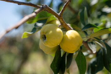 Golden Apples Ripening in Sunlight – Organic Fruit Tree Branch
