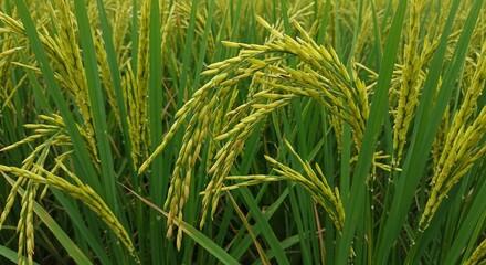 Rice plant field agriculture crop grain