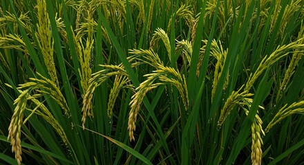 Rice plant in agricultural field close up