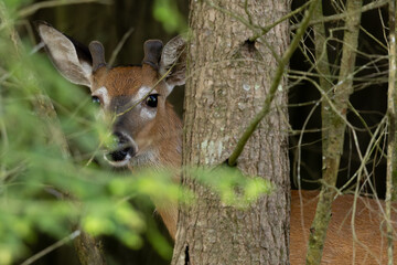 White-tailed deer