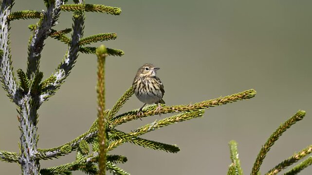tree pipit bird singing on a branch