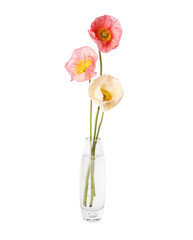 Beautiful poppy flowers in vase isolated on white