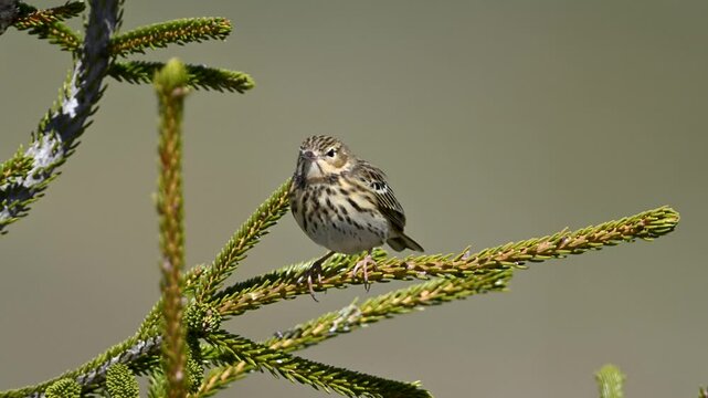 tree pipit bird singing on a branch