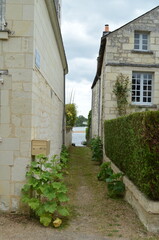 Candes Saint Martin  (Indre et Loire - Pays de la Loire - France)