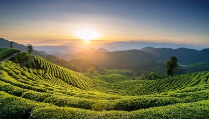 explore green tea plantation field in mountain valley at sunrise serenity