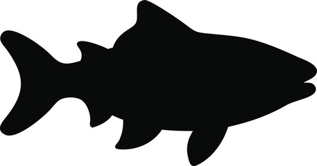 asian carp line arts with white background