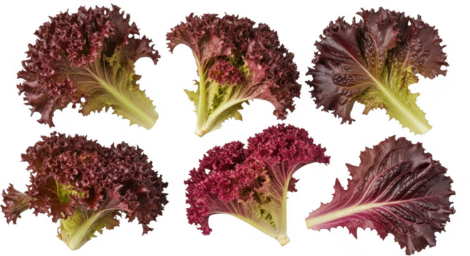 Fresh Red Leaf Lettuce Varieties Displayed on a White Background, isolated on a transparent background