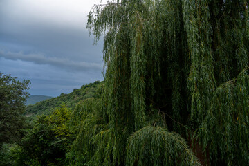 Weeping Willow in Dense Green Forest with Cloudy Sky