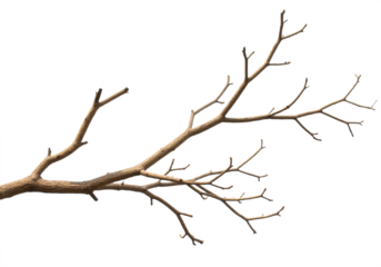 Solitary Bare Tree Branch with Textured Bark Against White Background, Symbolizing Simplicity and Natural Elegance