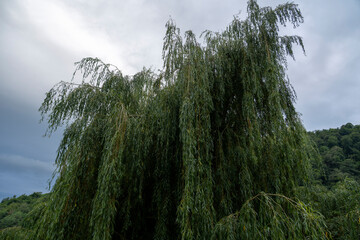 Weeping Willow in Dense Green Forest with Cloudy Sky