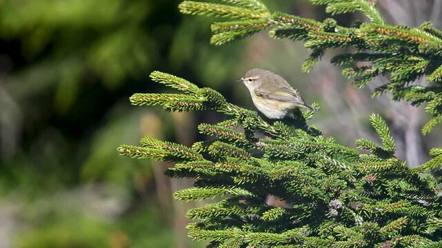 chiffchaff on a branch