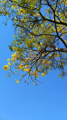 Sunny Sky and Yellow Blossoms: A vibrant tree adorned with bright yellow blossoms, reaching towards a cloudless blue sky, creating a cheerful and refreshing scene.