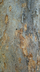 Texture of Tree Bark: A close-up shot reveals the intricate textures and patterns of tree bark, showcasing the rough, weathered surface and organic beauty of nature.