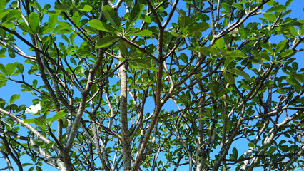 Plumeria Tree Canopy: Looking up at a vibrant Plumeria tree, its lush green leaves and branches create a natural, textured canopy against a clear blue sky.