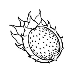 Hand drawn sketch of a dragon fruit half with black seeds and leafy scales isolated on white background isolated on transparent background