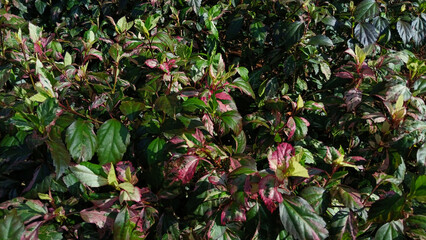 Nature's Tapestry: An intricate and rich composition of varied green and reddish leaves, creating a vibrant and textured natural display.