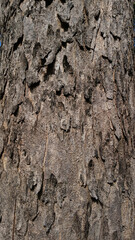 Bark Texture in Sunlight: A detailed close-up reveals the rough, textured surface of tree bark, highlighted by natural light, showcasing the intricacies of the bark's rugged facade.