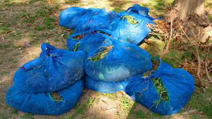 Blue Net Bags with Clippings: Several bright blue net bags filled with freshly cut plant clippings rest on a patch of grass under a tree, portraying a scene of garden cleanup and maintenance.