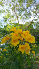 Golden Blossoms Under Sunlight: A vibrant cluster of golden trumpet flowers blooms, basking in the radiant glow of natural sunlight, creating a scene of botanical splendor.