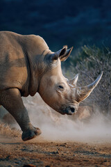 Fototapeta premium Rhino walking slowly through dusty landscape