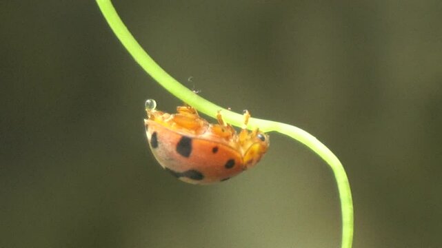 Ladybug is a small, colorful beetle with red wings and black spots, known for garden pest control and natural beauty