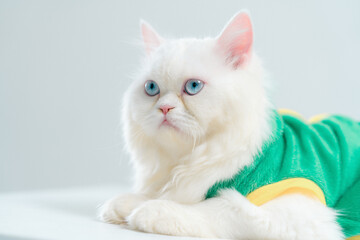 Adorable white fluffy cat with blue eyes wea green clothing lying on a flat surface with a soft...