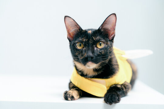 Adorable black and tan domestic cat wea a yellow harness lying on white surface with light background, cute pet, indoor animal photography, feline - Powered by Adobe