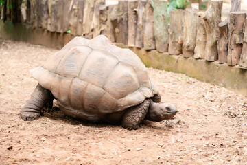 Large Tortoise Walking on Soil Near Wooden Fence with Detailed and Legs in Natural Habitat