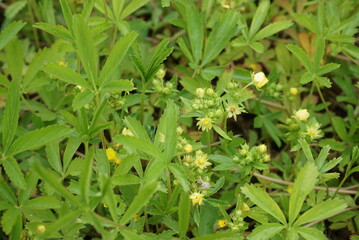 Buds and young leaves of Potentilla freyniana