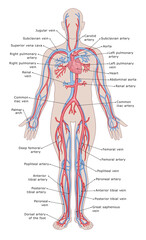 Human`s circulatory system medical diagram vector illustration.