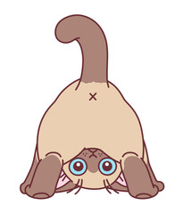 Cute cat is bent over and looking back over himself. Cute cats series.