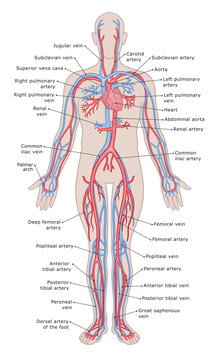 Human`s circulatory system medical diagram vector illustration.