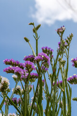 Low-angle view of purple statice flowers in bloom against a bright blue sky with clouds. Ideal for spring, nature, or seasonal concepts